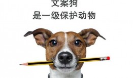 狗狗最新爆料文案怎么写,最新爆料背后的真实故事