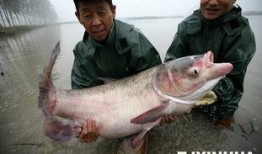 天津水产爆料事件最新,揭露海鲜市场惊人内幕